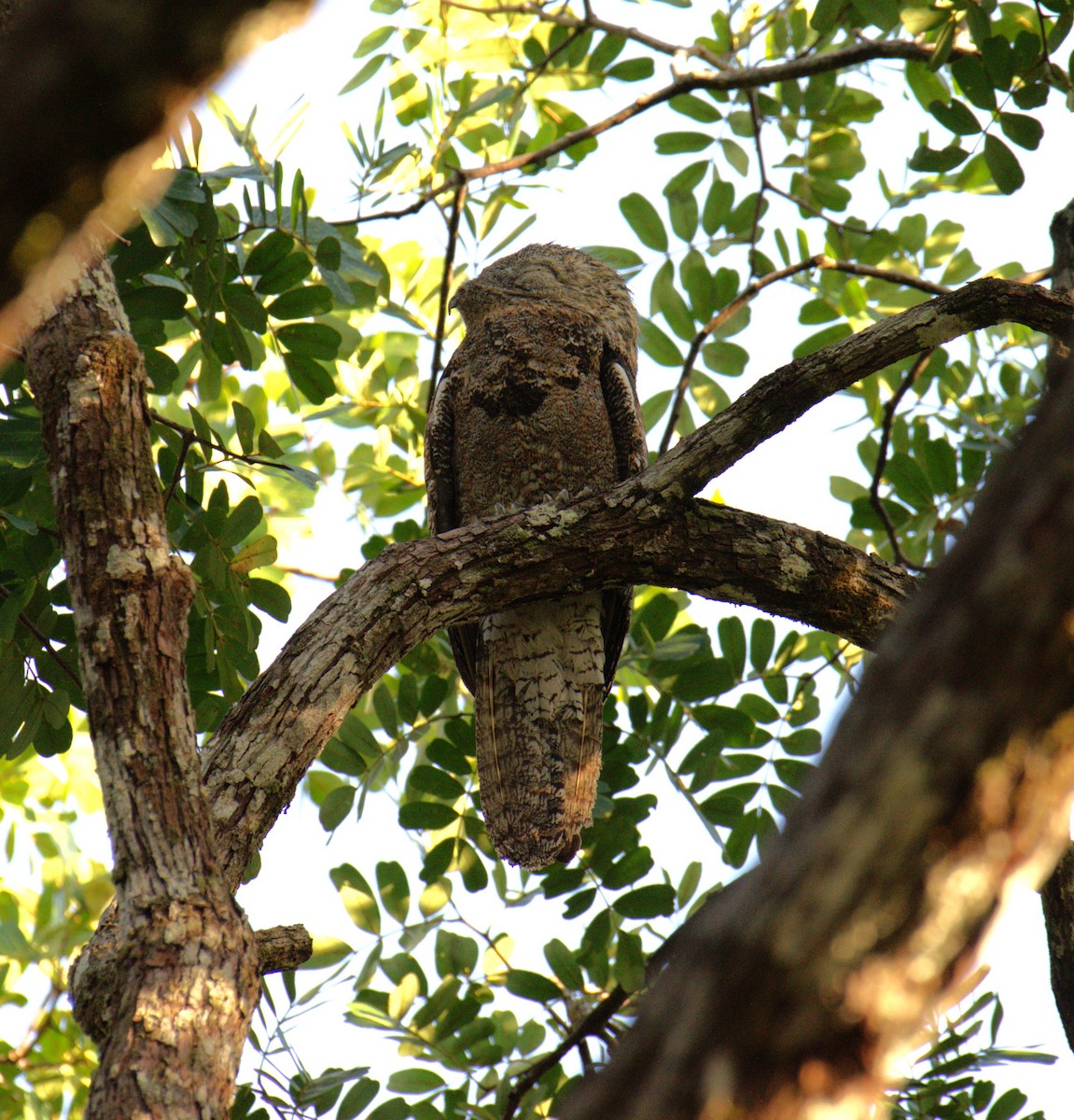 Great Potoo - ML616605007