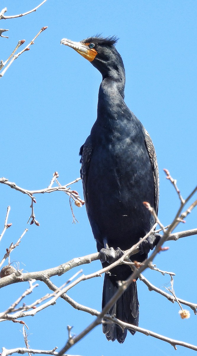 Double-crested Cormorant - ML616605020