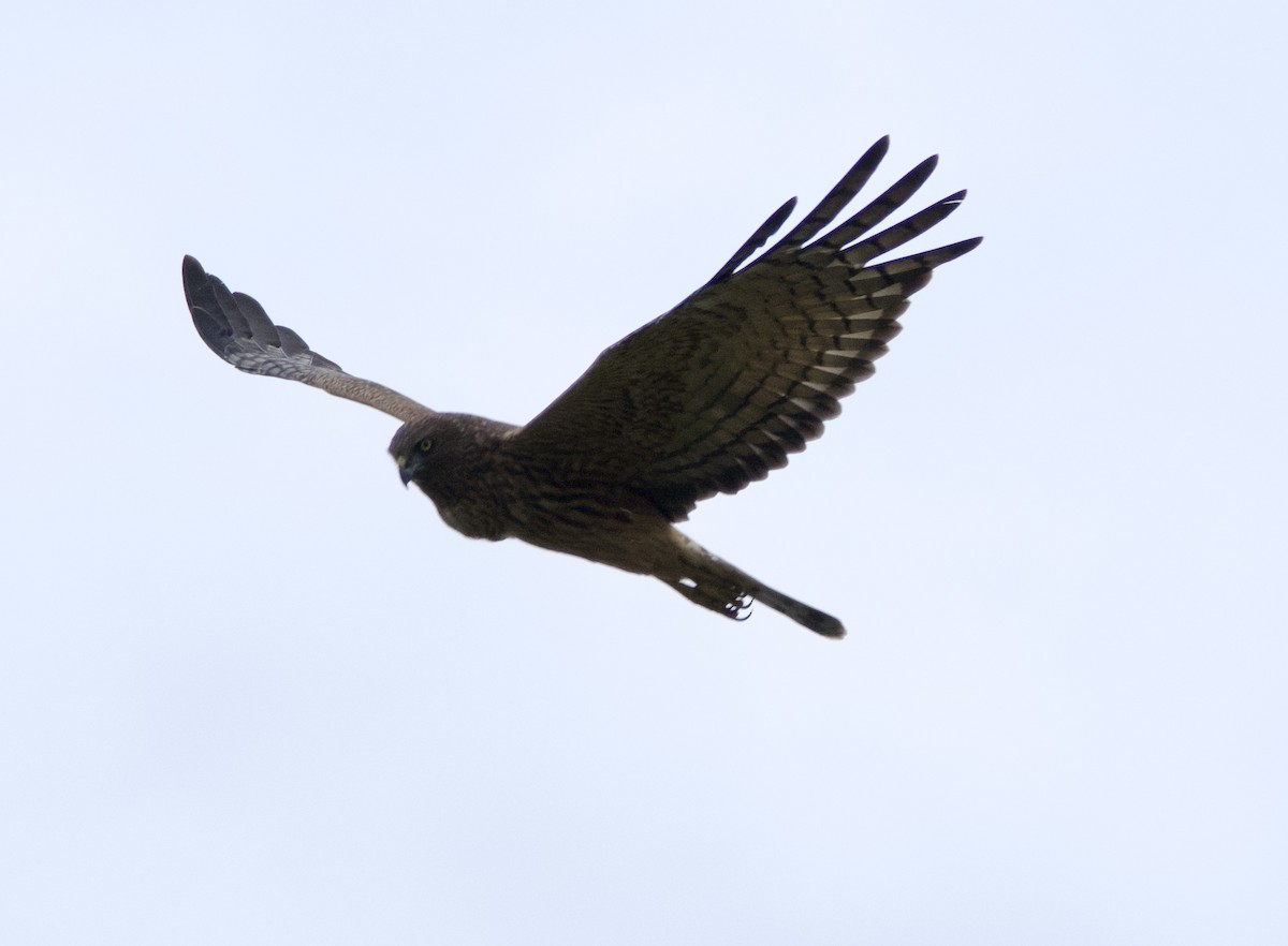 Aguilucho Lagunero del Pacífico - ML616605022