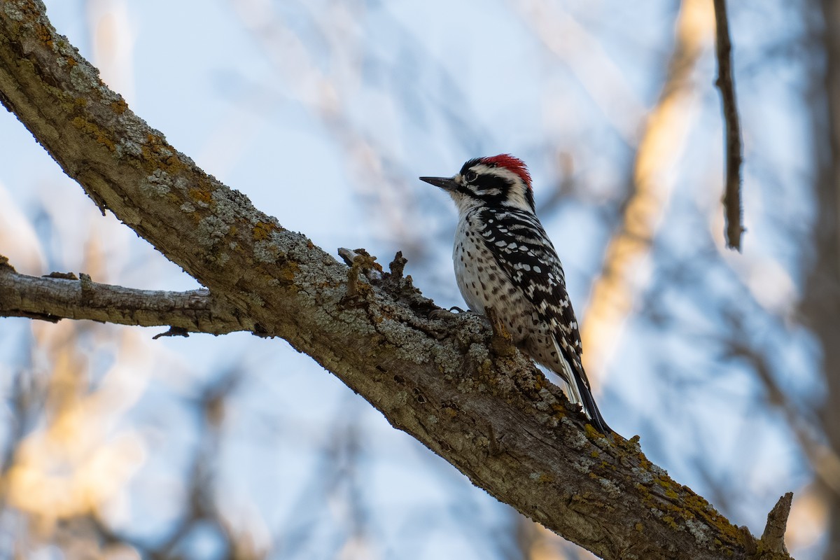 Nuttall's Woodpecker - ML616605024