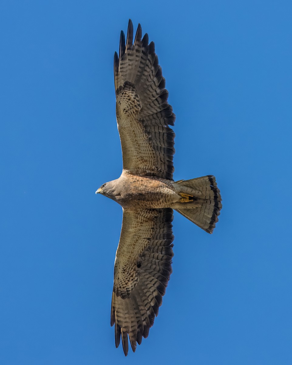 Swainson's Hawk - ML616605069