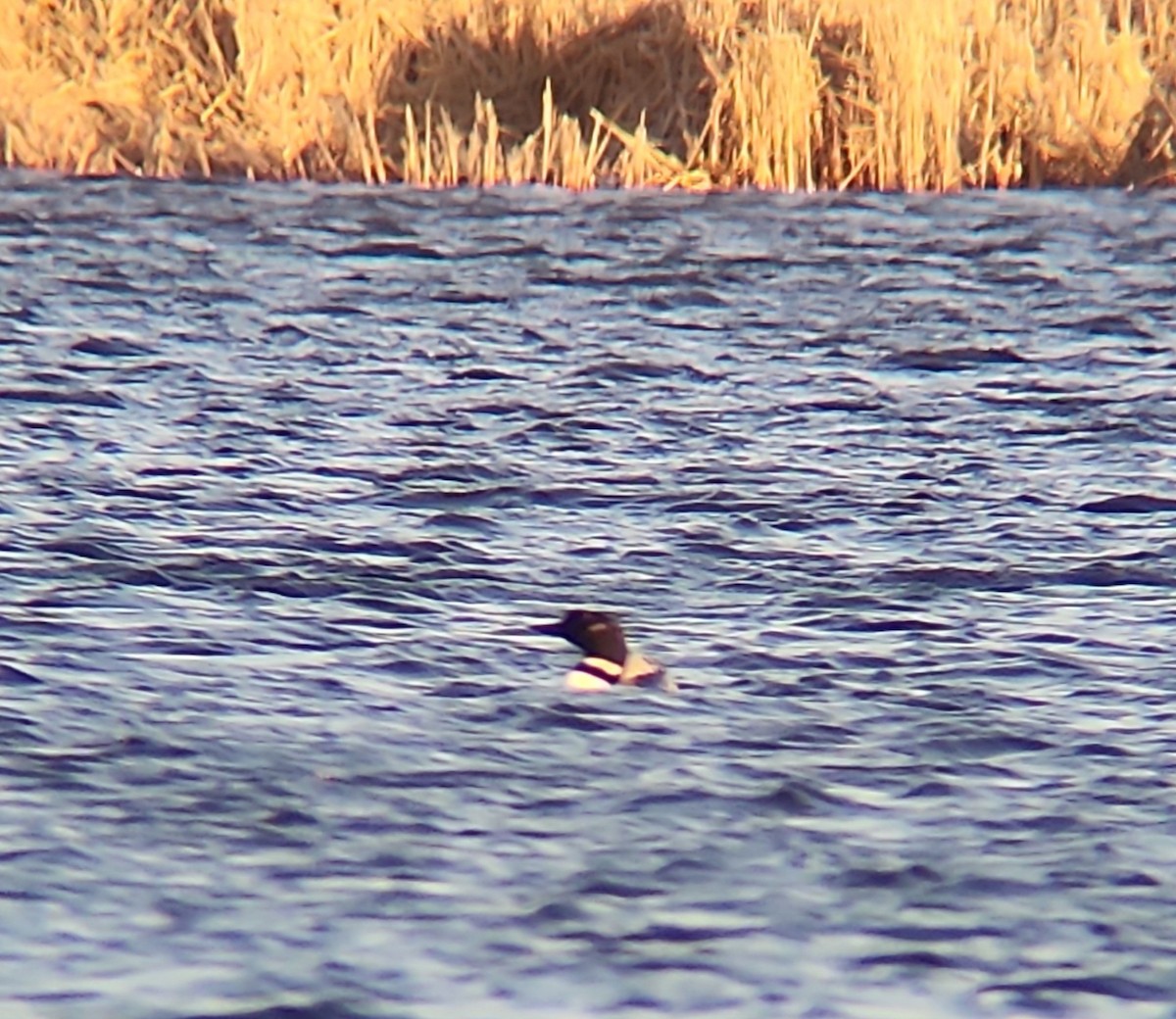 Common Loon - Christoph Benning