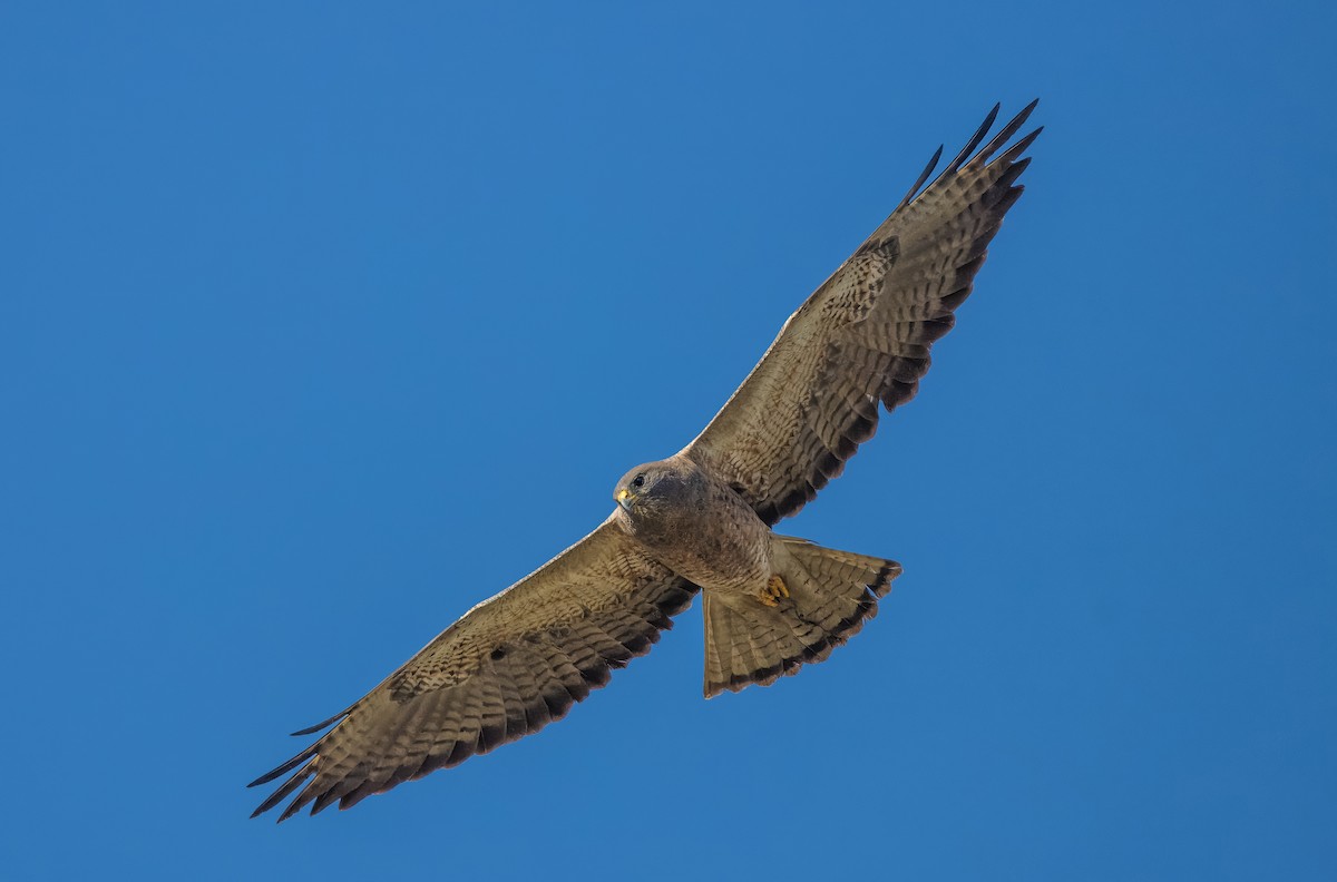Swainson's Hawk - ML616605076