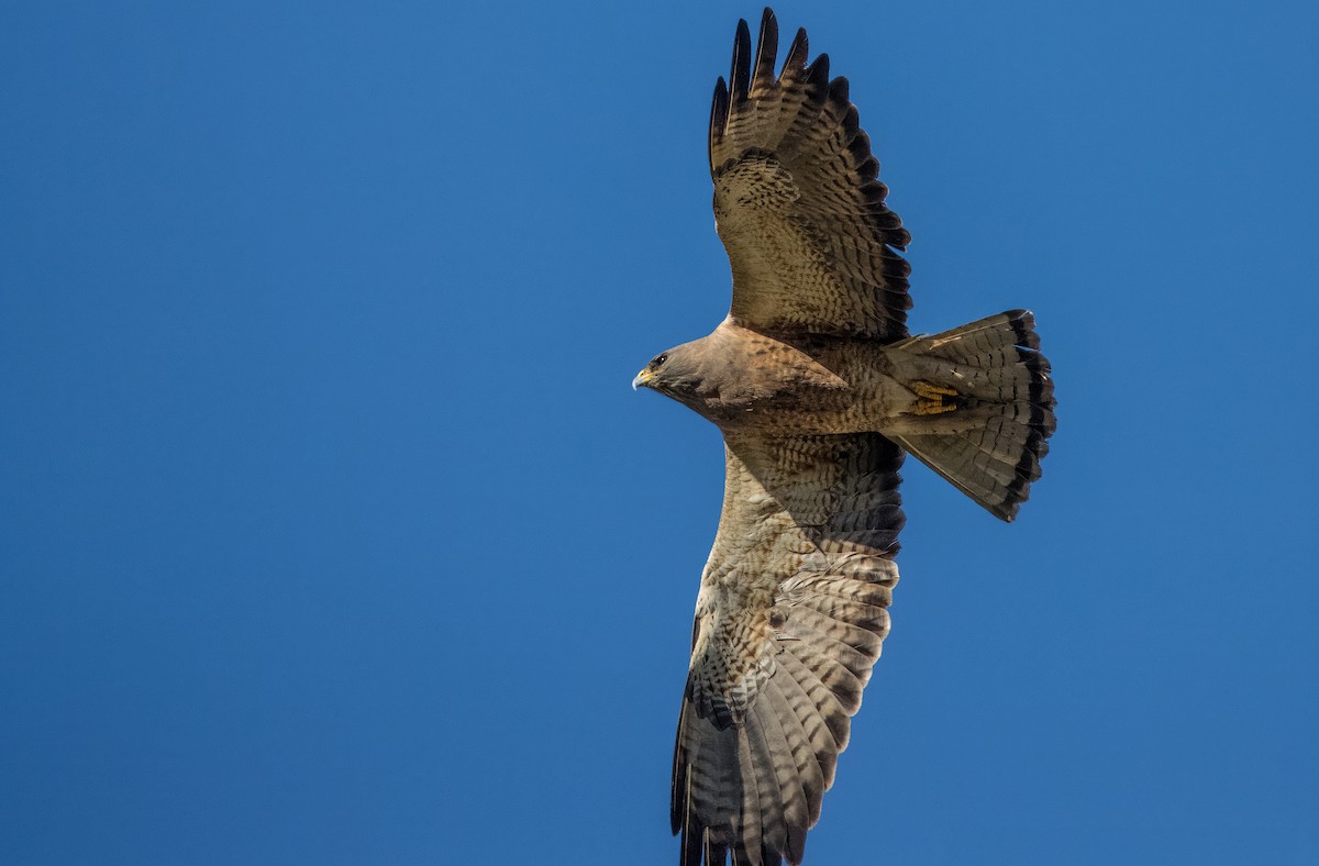 Swainson's Hawk - ML616605077