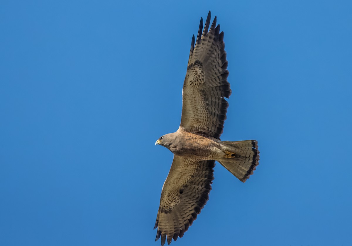 Swainson's Hawk - ML616605079