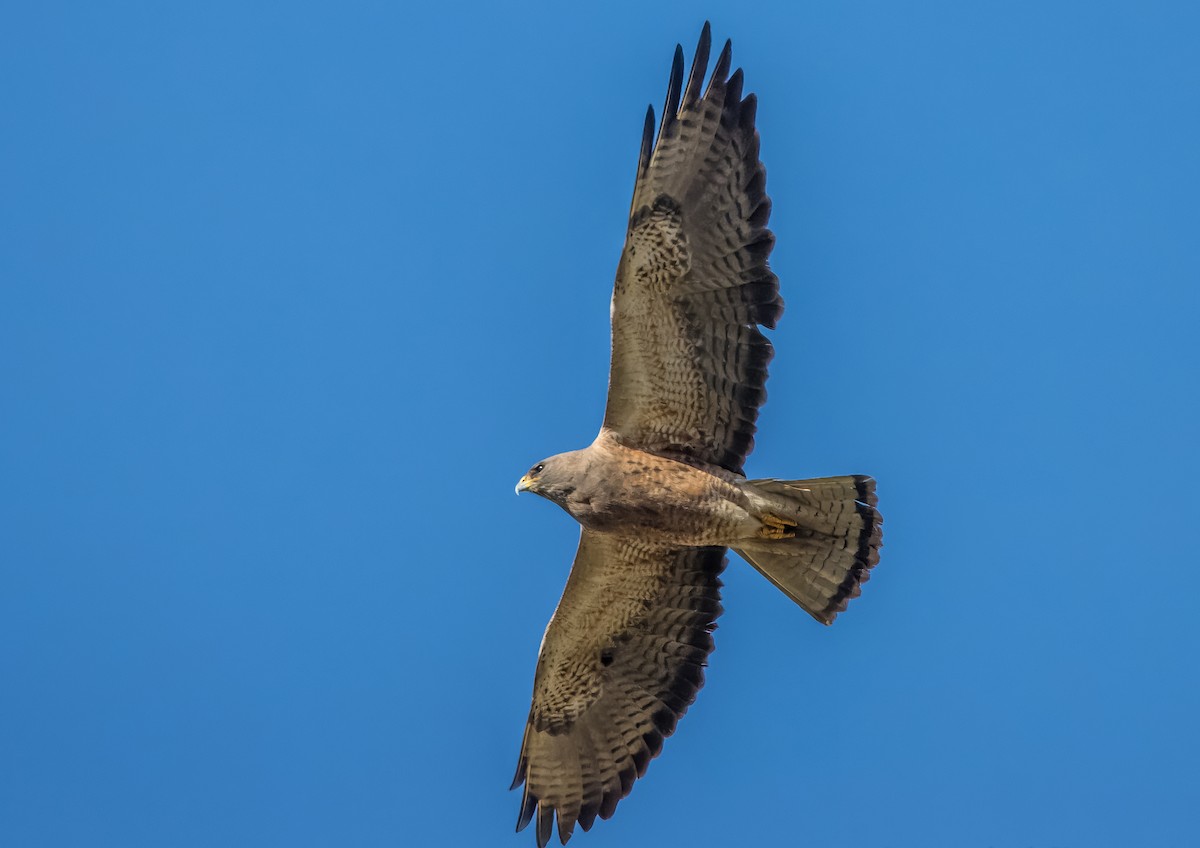 Swainson's Hawk - ML616605080