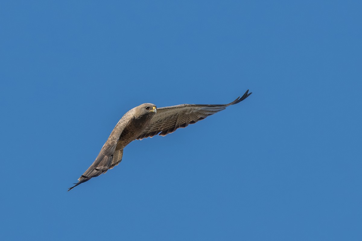 Swainson's Hawk - ML616605082