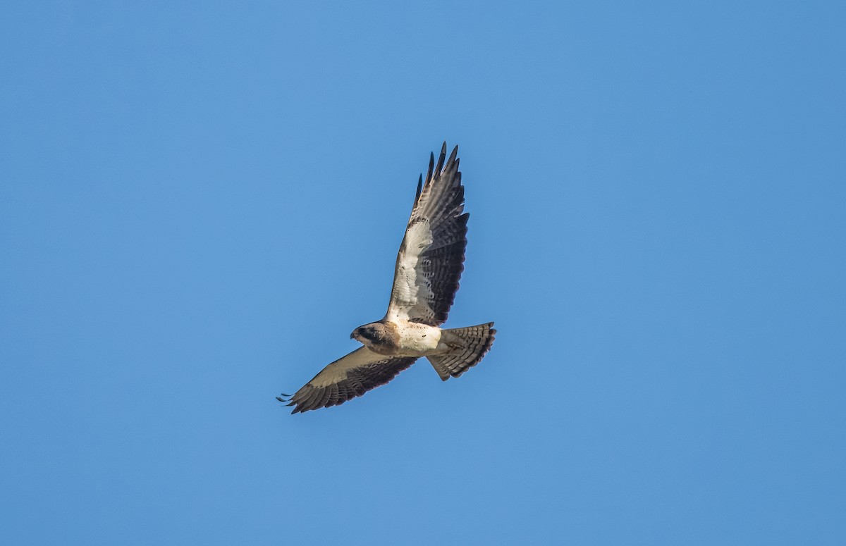 Swainson's Hawk - ML616605083