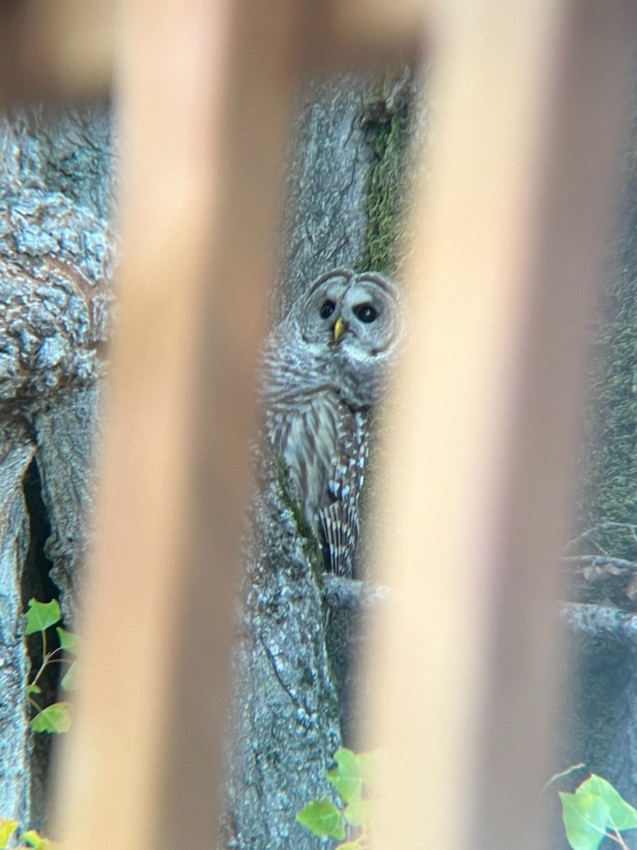 Barred Owl - ML616605086