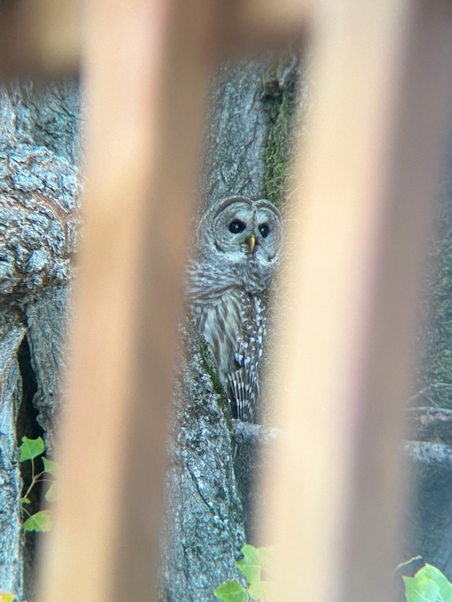 Barred Owl - ML616605088