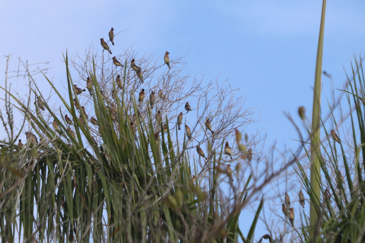 Cedar Waxwing - ML616605115