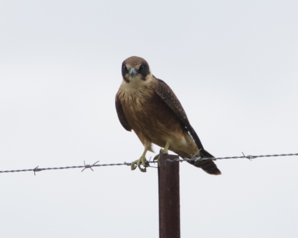 Alcotán Australiano - ML616605124