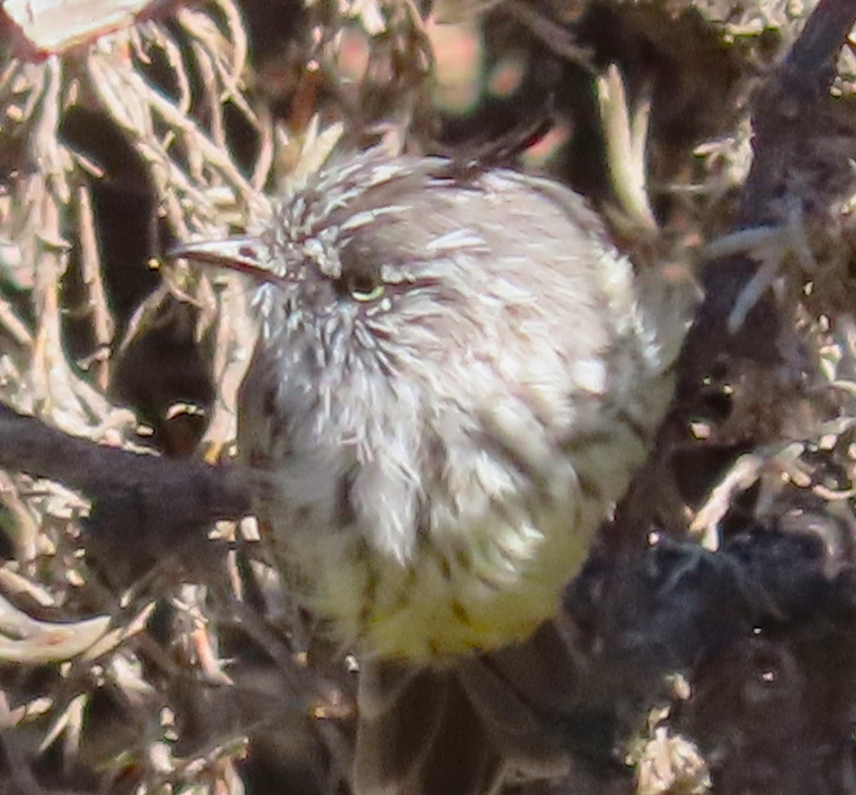 Tufted Tit-Tyrant - Elizabeth Lyons