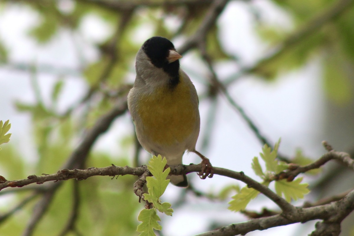 Lawrence's Goldfinch - ML616605154
