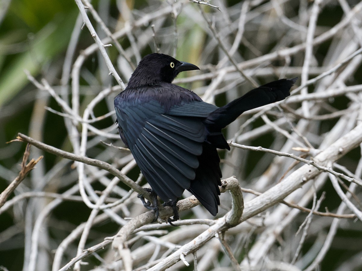 Carib Grackle - ML616605174