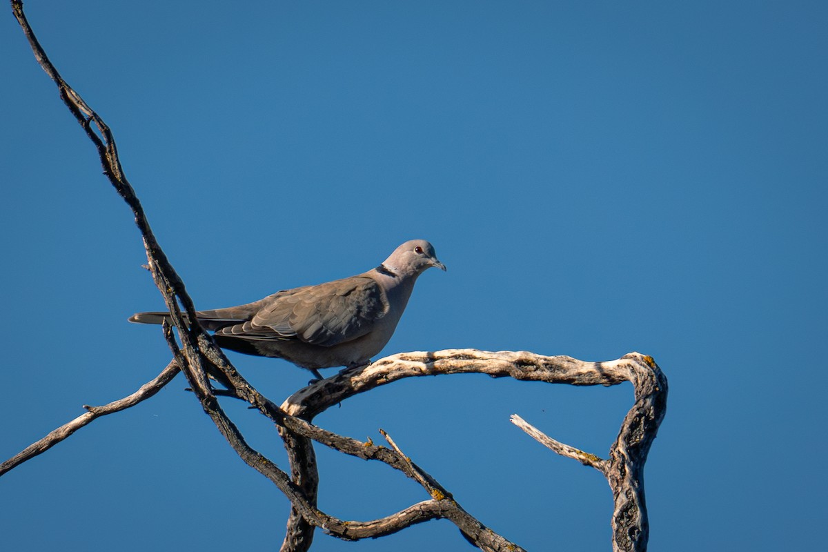 Eurasian Collared-Dove - ML616605193