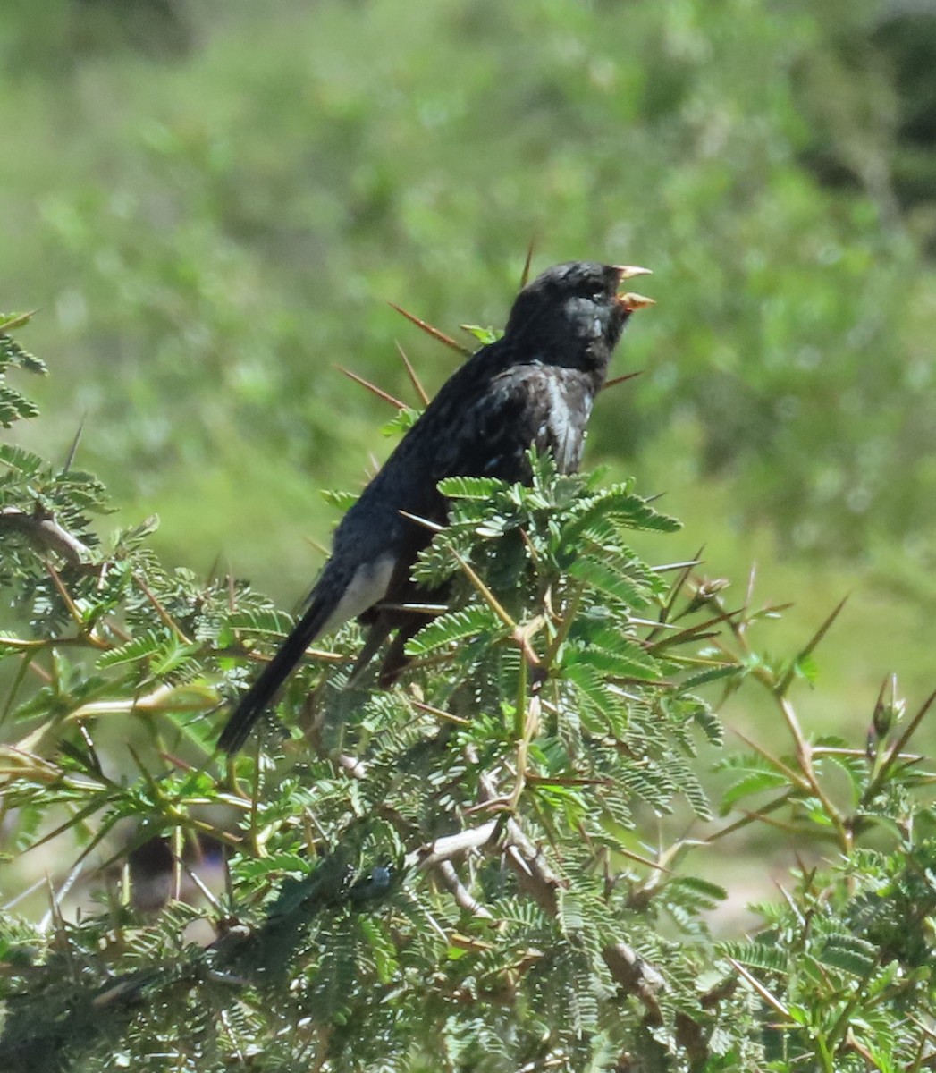 Mourning Sierra Finch - ML616605198