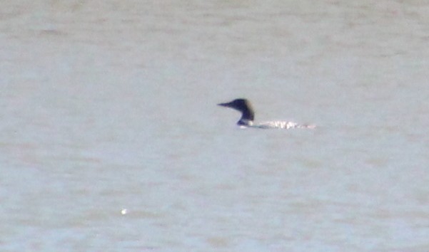 Common Loon - Carole Swann