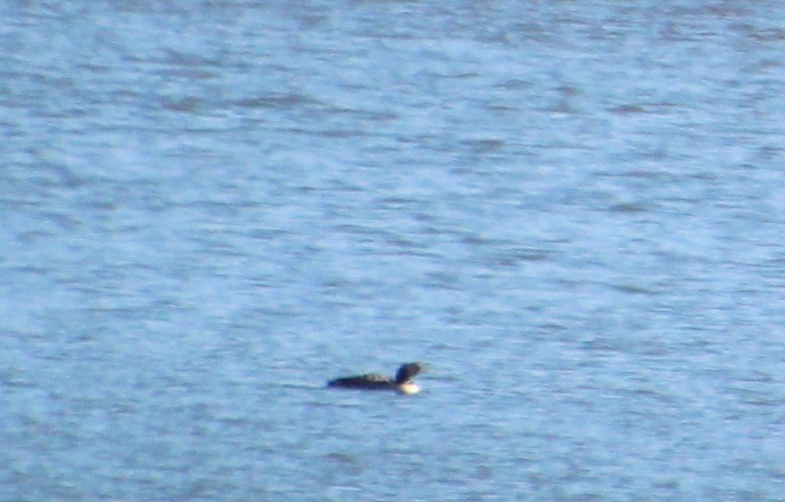 Common Loon - ML616605208