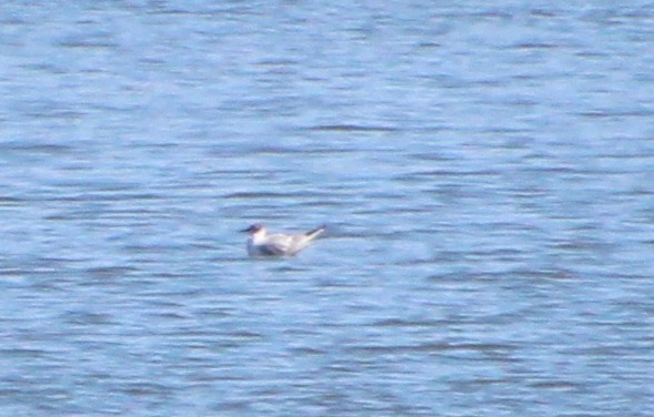 Bonaparte's Gull - ML616605225