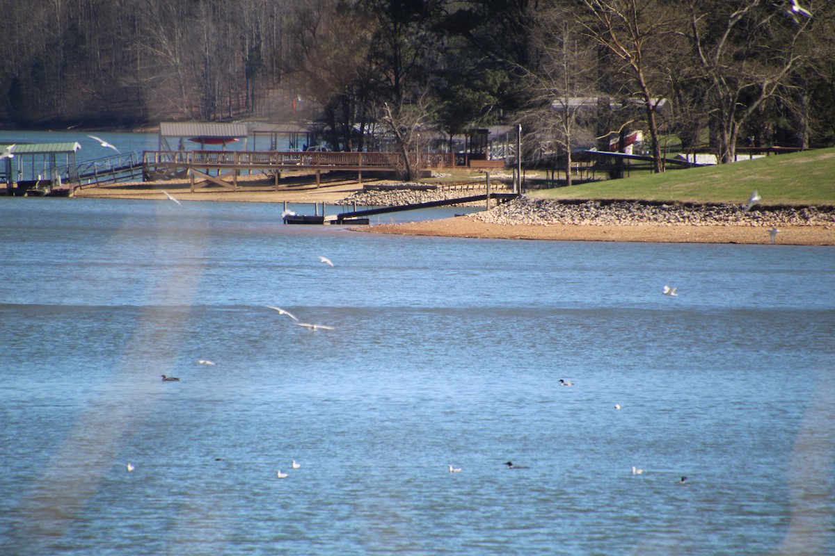 Bonaparte's Gull - ML616605231