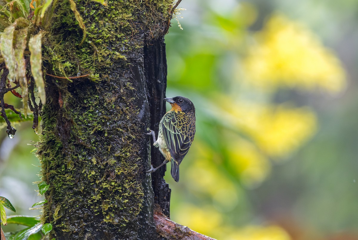 Rufous-throated Tanager - Dianne Kovach