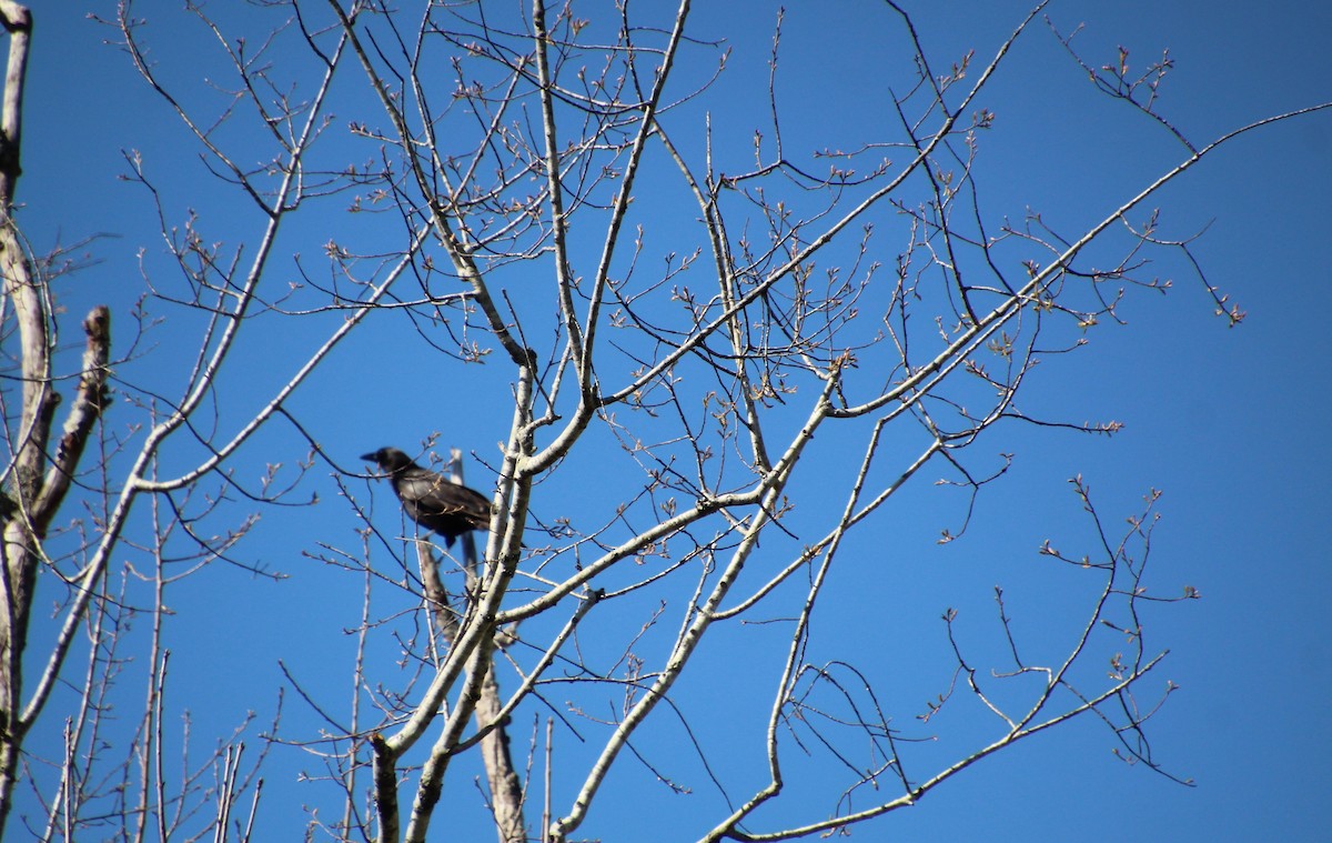 American Crow - ML616605243