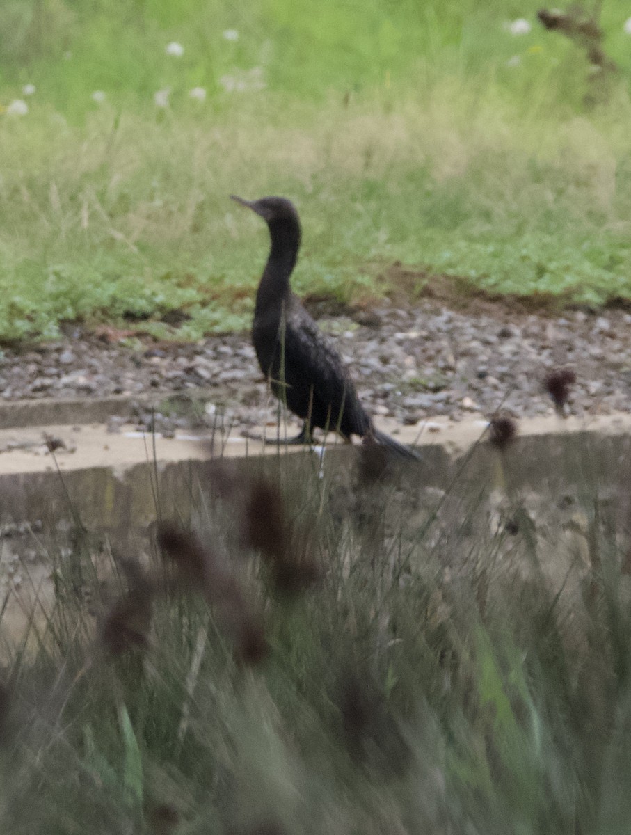 Little Black Cormorant - ML616605244