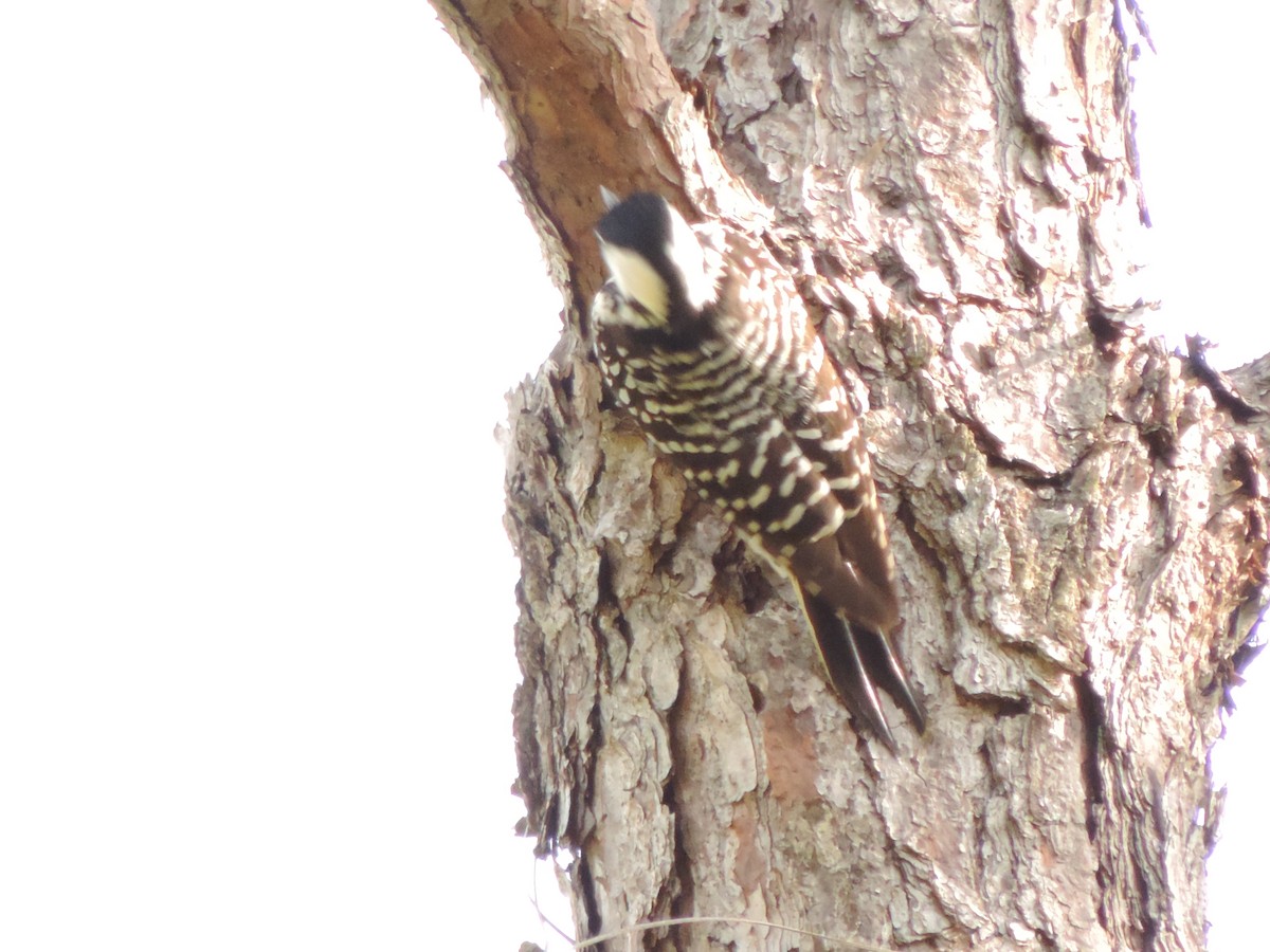 Red-cockaded Woodpecker - ML616605250