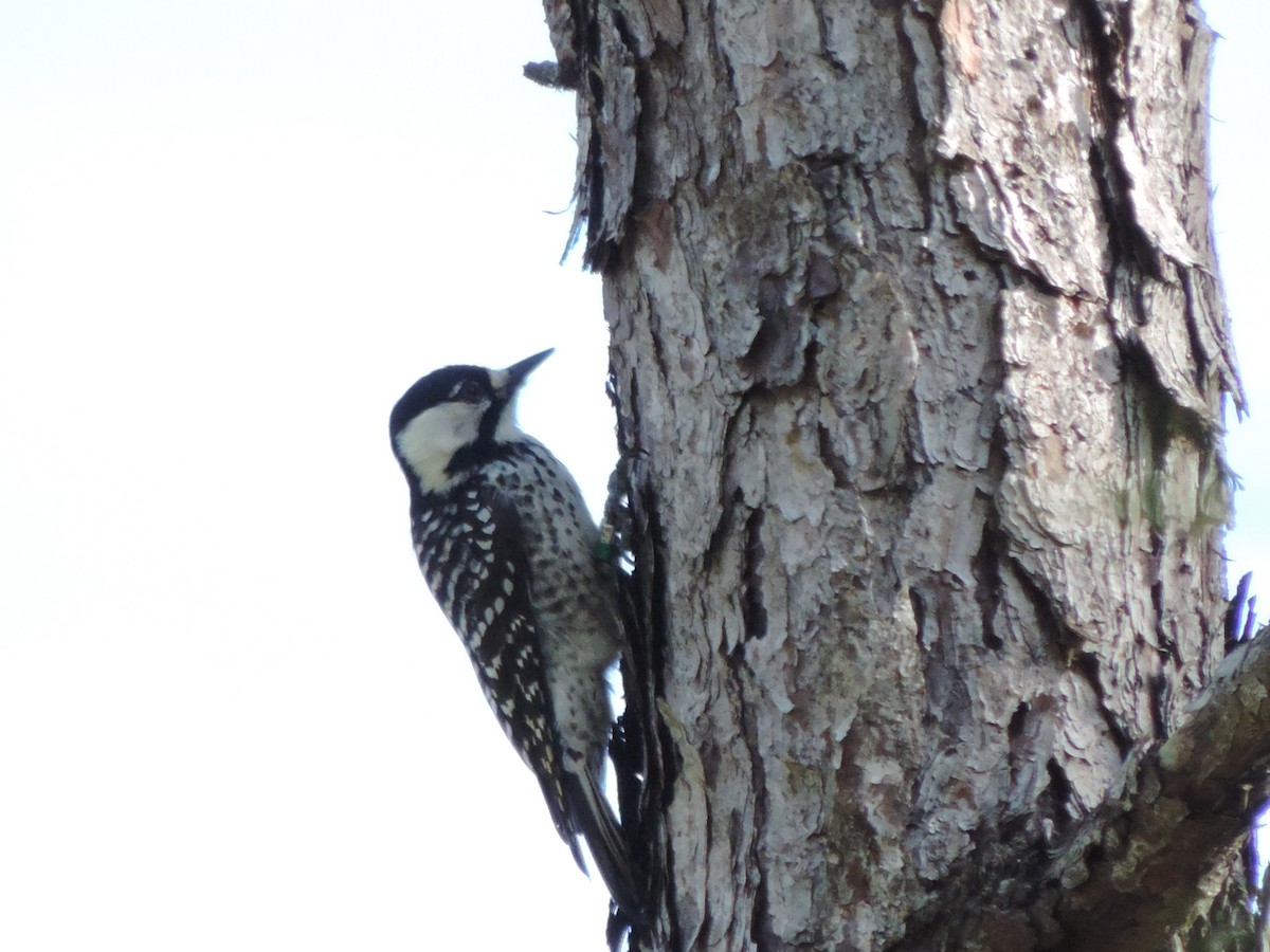 Red-cockaded Woodpecker - ML616605253