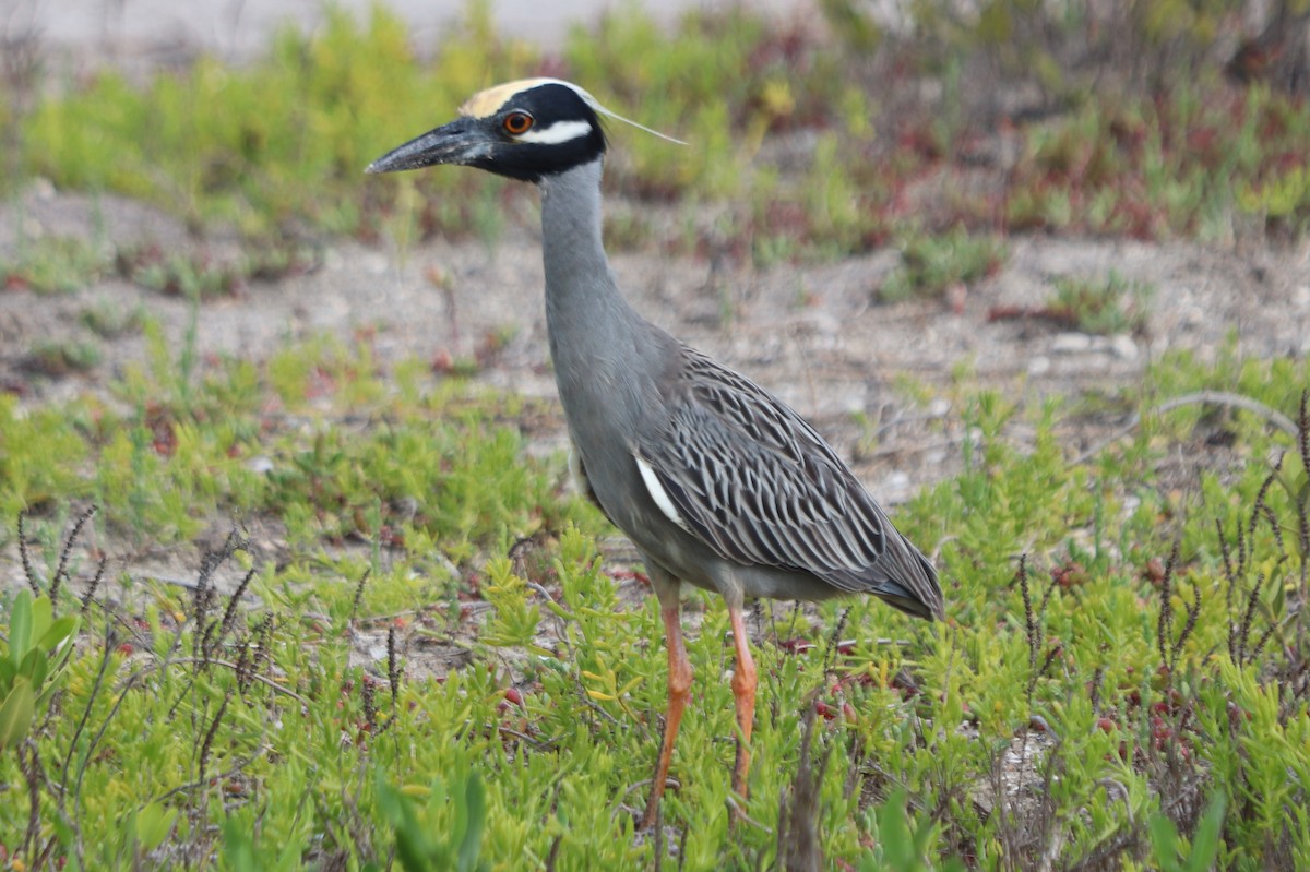 Yellow-crowned Night Heron (Yellow-crowned) - ML616605261