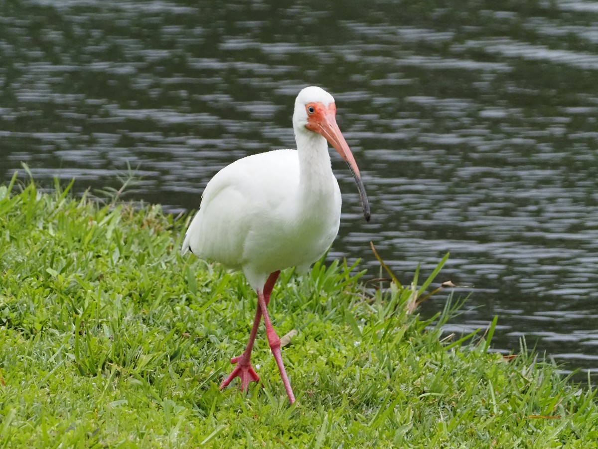 White Ibis - David Zook