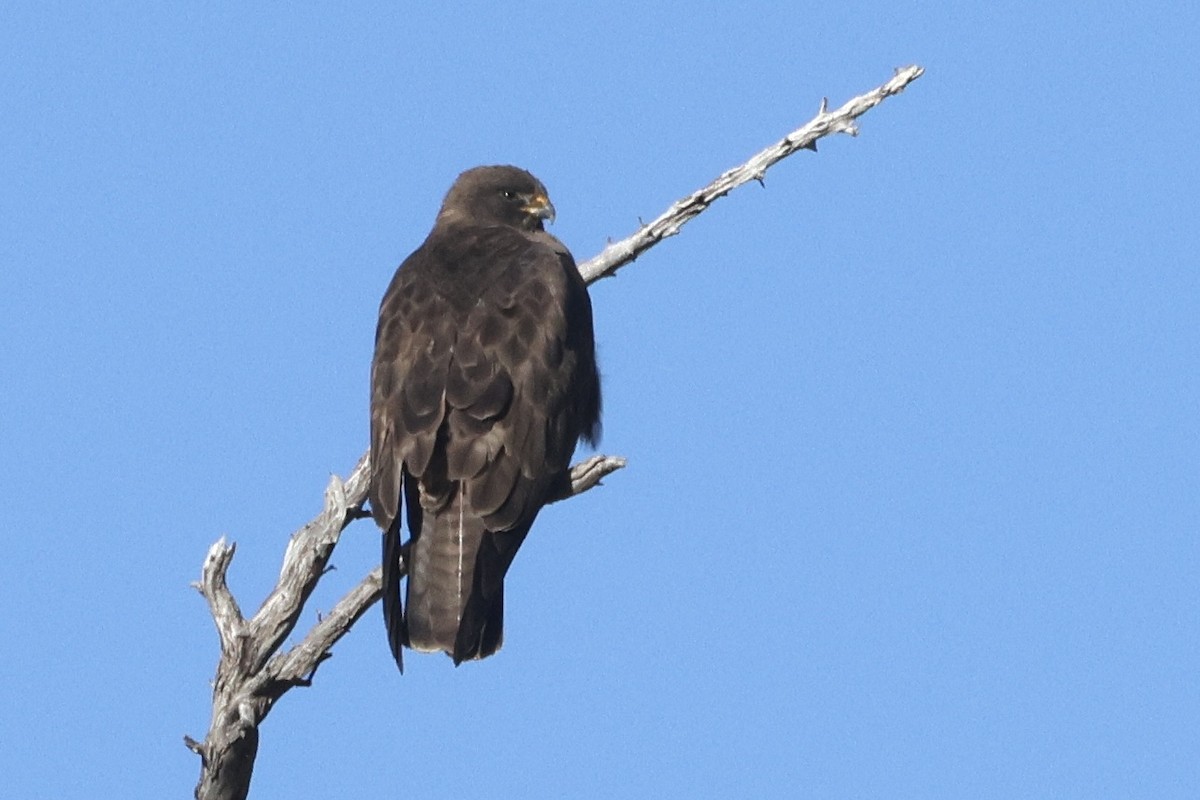 Swainson's Hawk - ML616605304