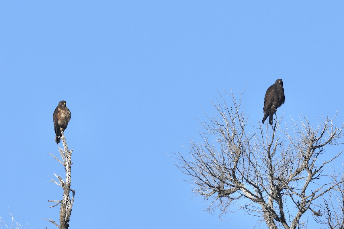 Swainson's Hawk - ML616605305