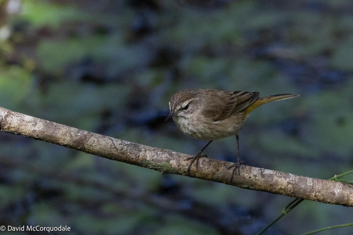 Palm Warbler - ML616605308