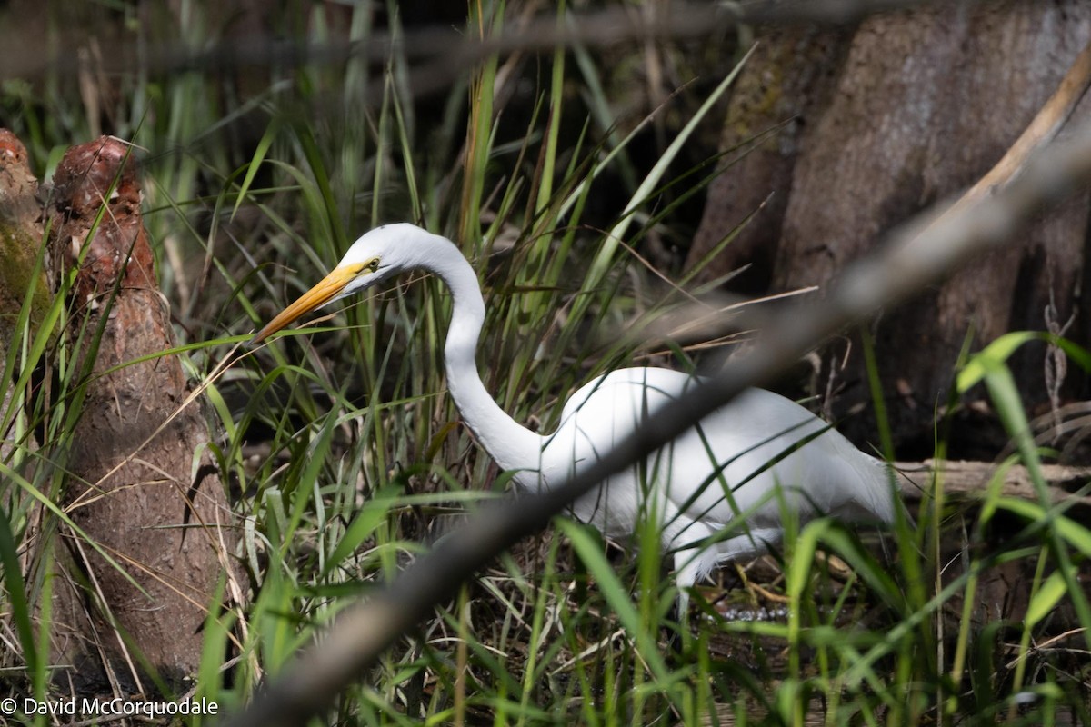 Great Egret (American) - ML616605319