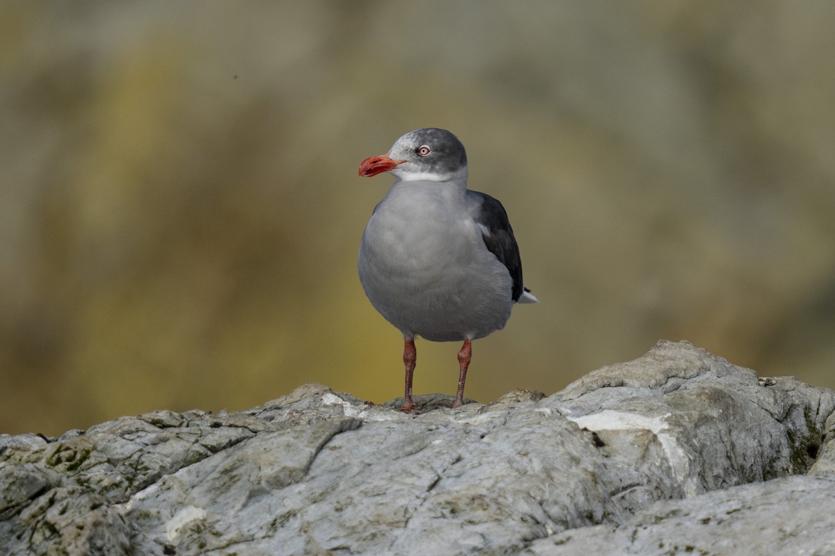 Gaviota Patagona - ML616605341