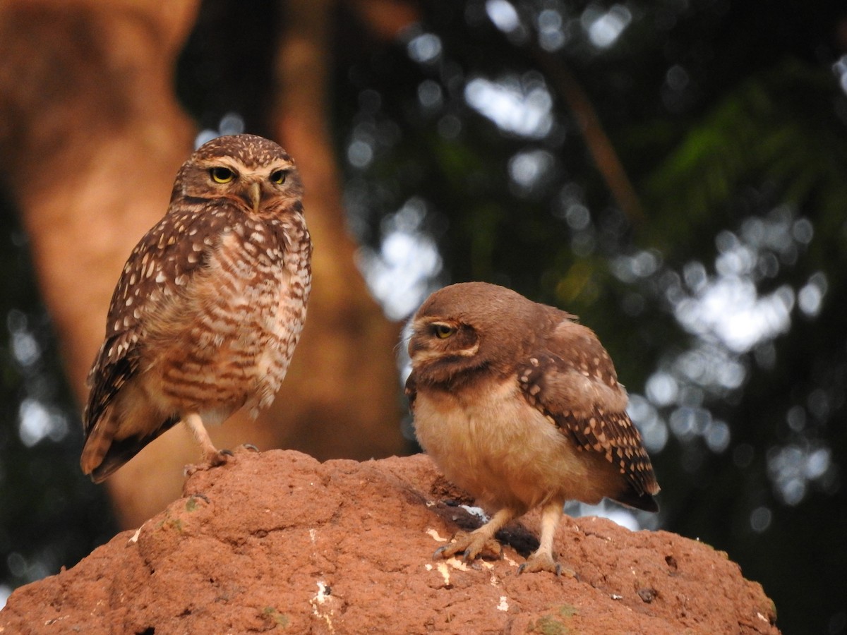 Burrowing Owl - ML616605344