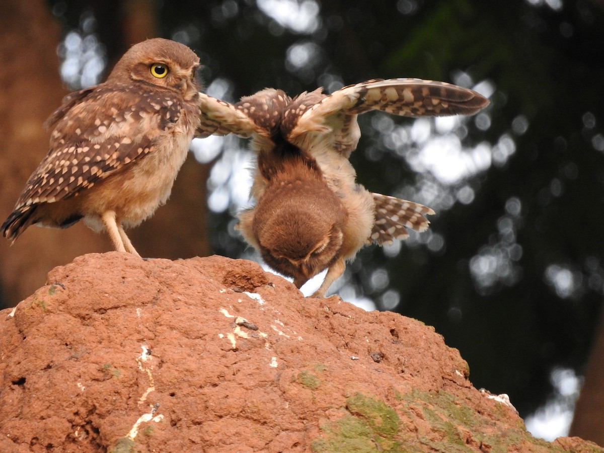 Burrowing Owl - ML616605346