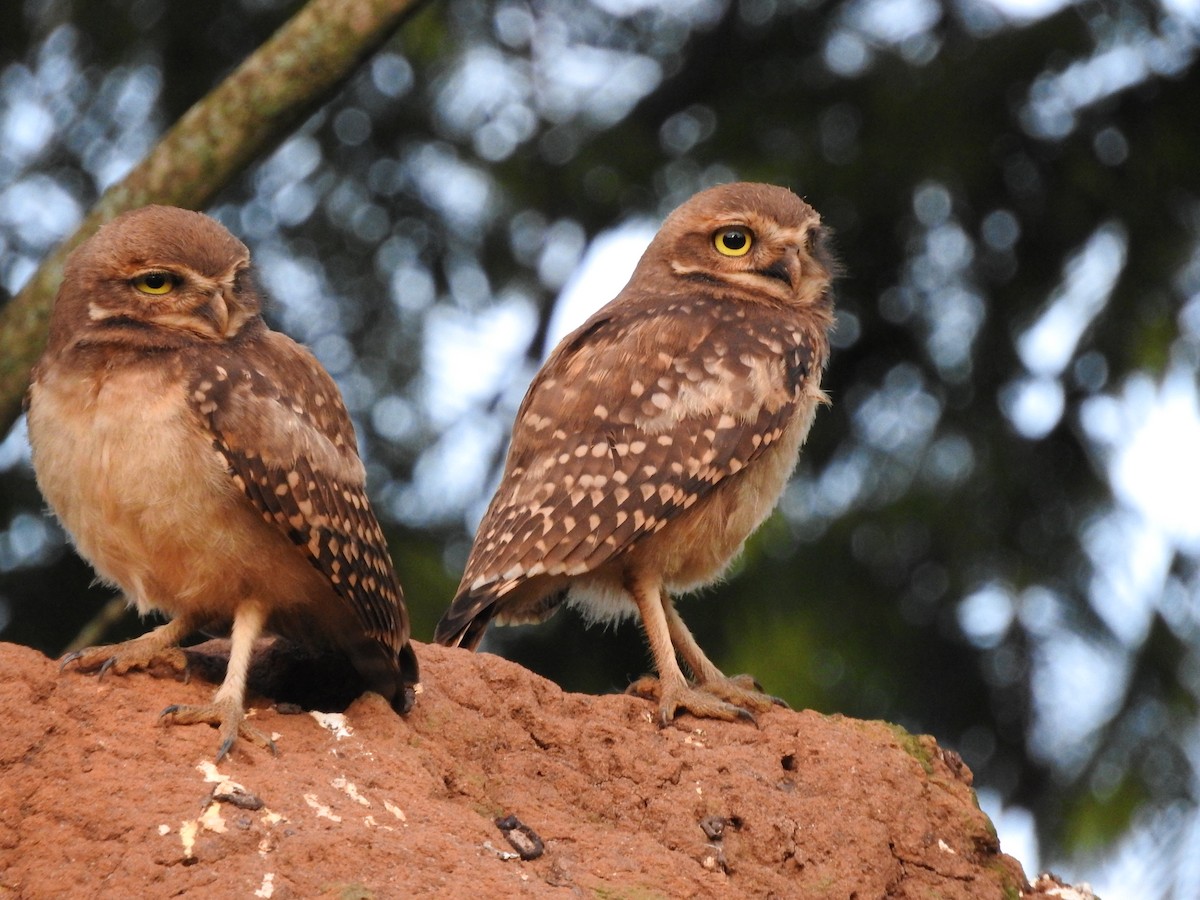 Burrowing Owl - ML616605347