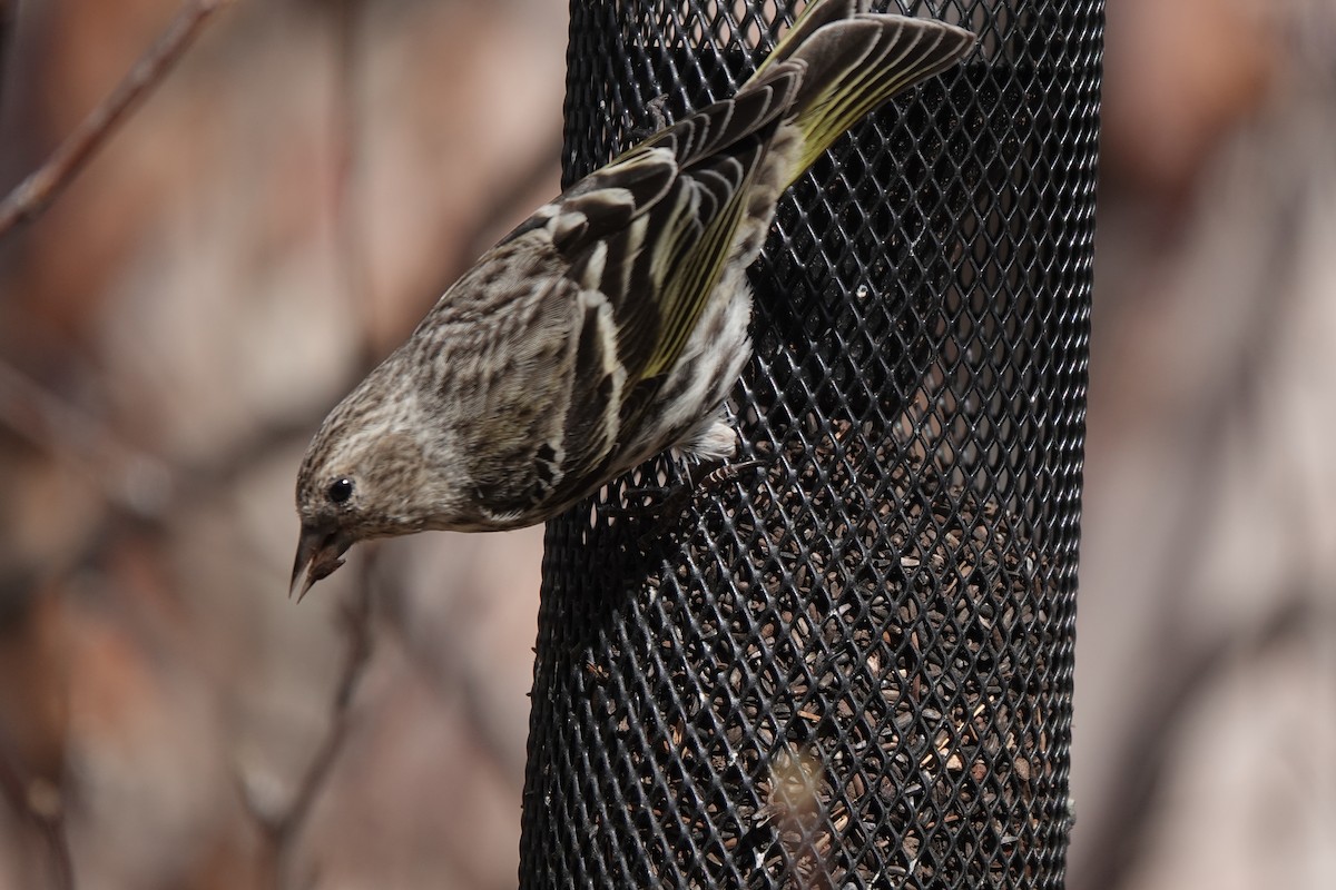 Pine Siskin - ML616605356