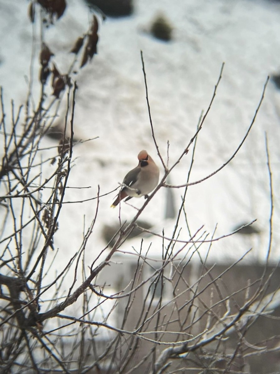 Bohemian Waxwing - ML616605360