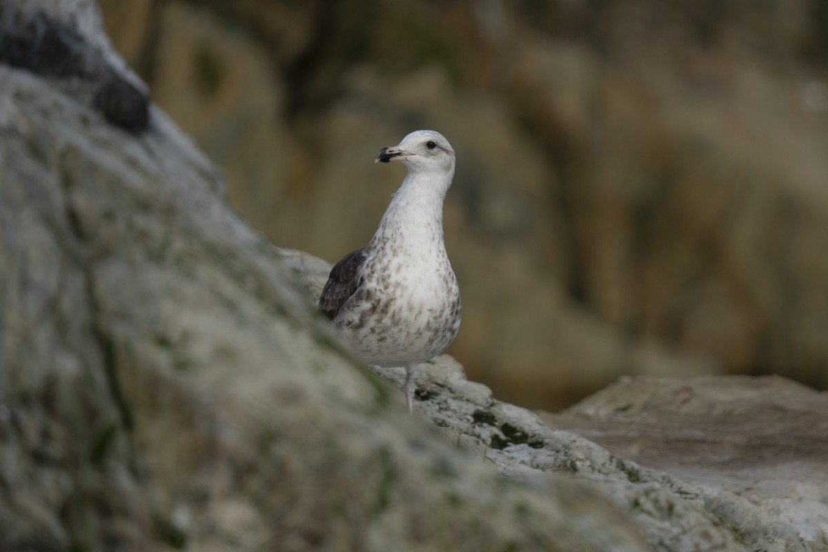 Goéland dominicain - ML616605366