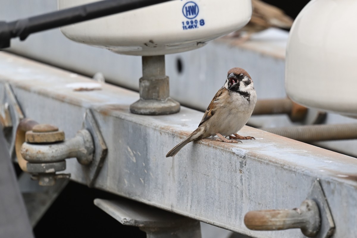 Eurasian Tree Sparrow - Cheng-Ru Tsai