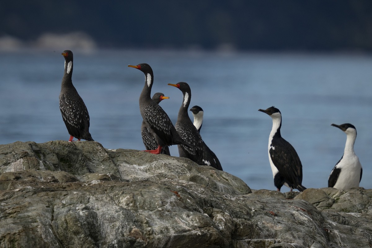 Red-legged Cormorant - ML616605372