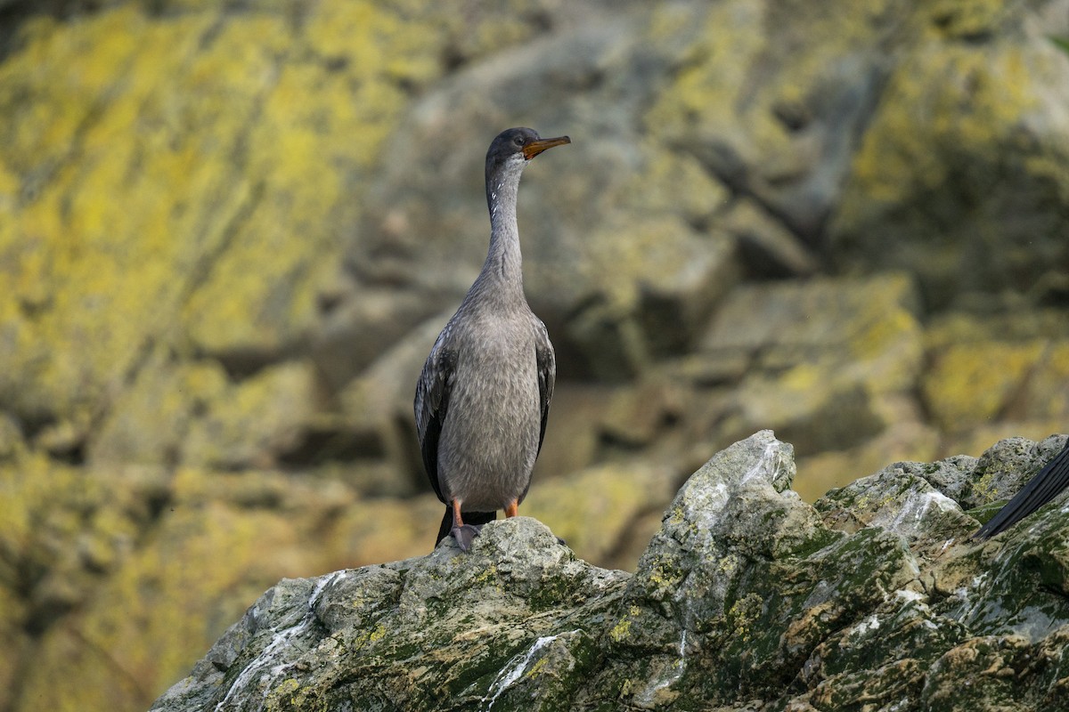 Red-legged Cormorant - ML616605375