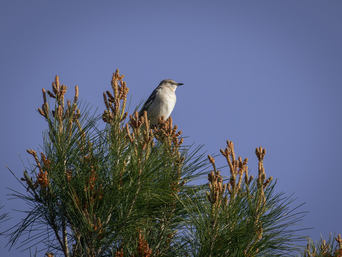 Northern Mockingbird - ML616605388