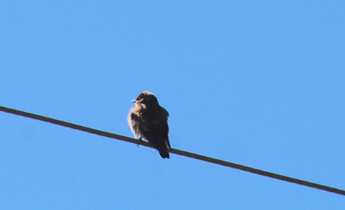 Northern Rough-winged Swallow - Carole Swann