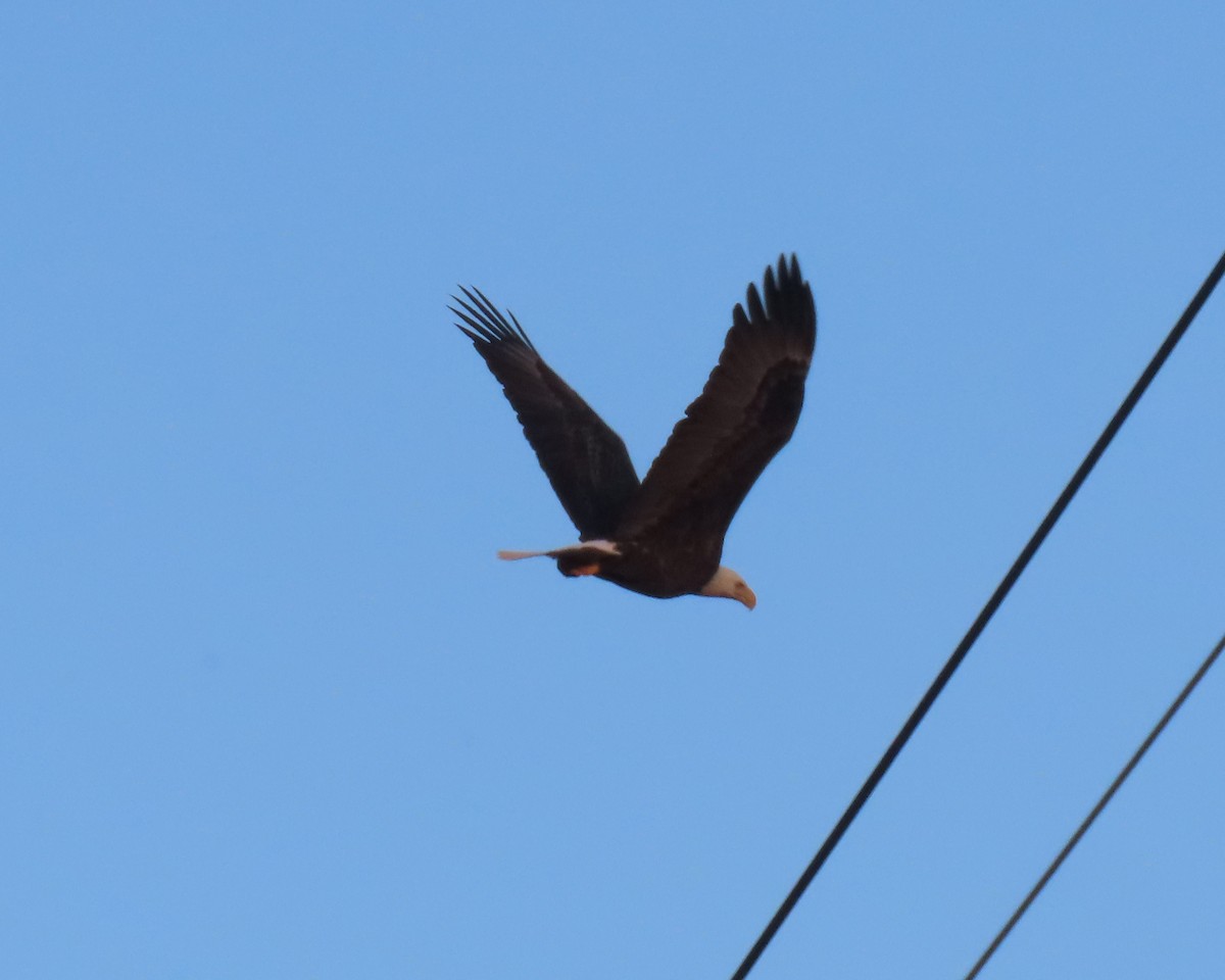 Bald Eagle - ML616605405