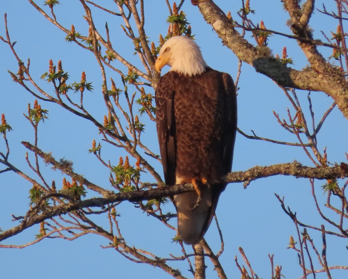 Bald Eagle - ML616605408